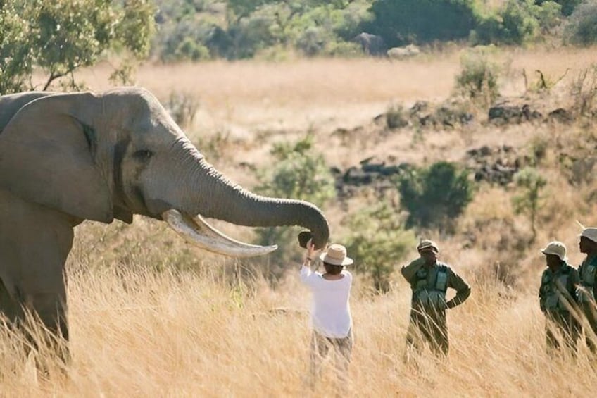 An elephant with tusks, a person in a white shirt, and three individuals in green uniforms in a grassy field. 5