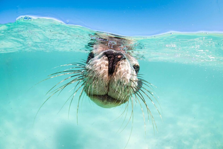 An underwater view of a beaver's face with its eyes and whiskers visible above the water. 1
