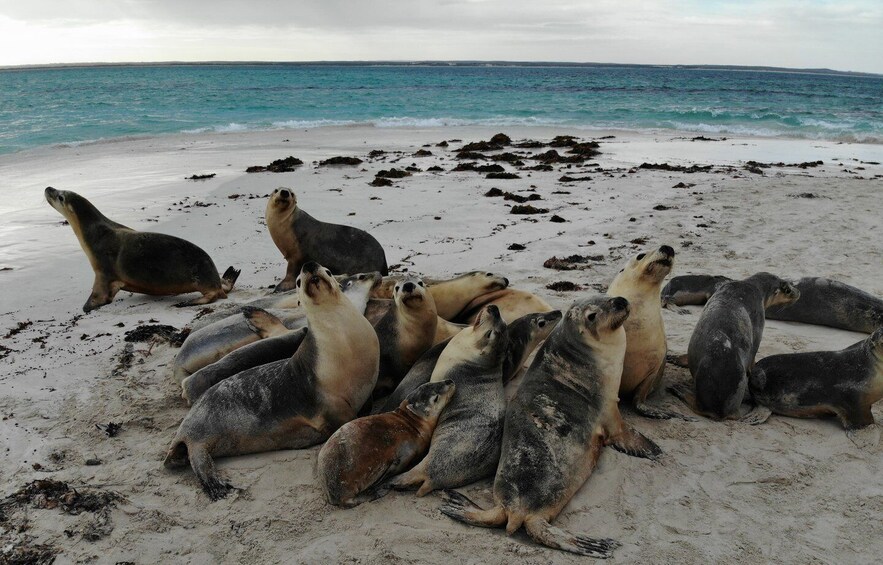 A group of seals on a sandy beach with the ocean in the background. 2