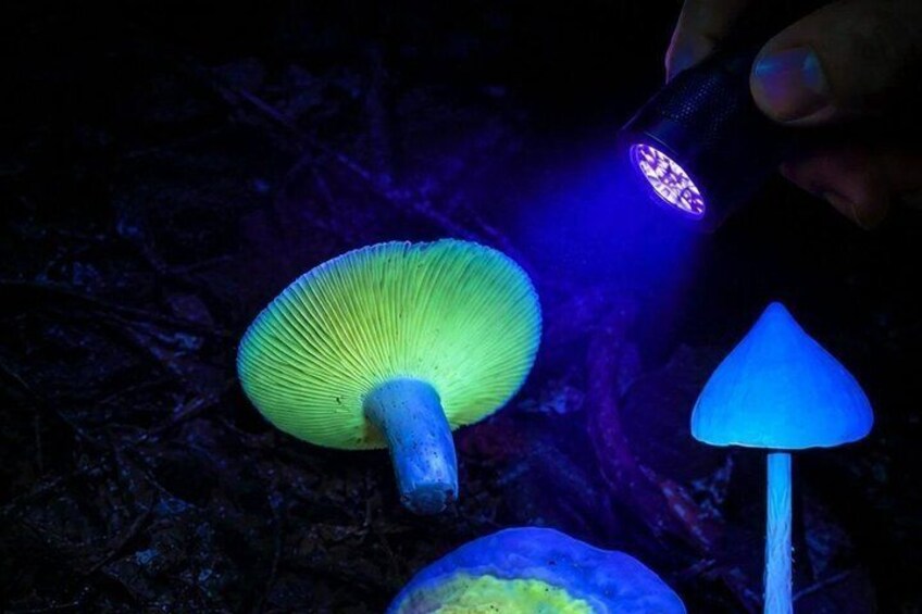 A hand holding a flashlight illuminating a mushroom and a blue object in the dark. 1