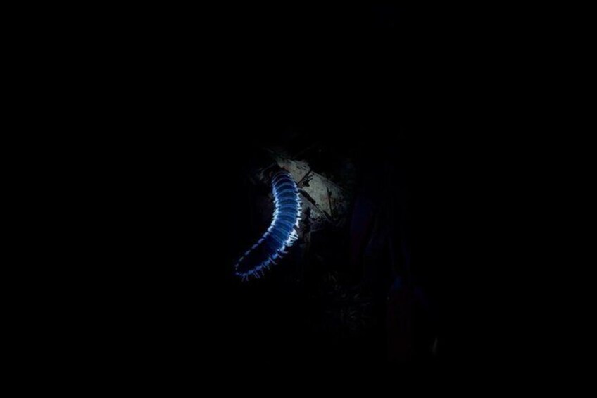 A dark scene with a faintly illuminated object that appears to be a curved, segmented structure, possibly a part of a larger installation or sculpture. 4