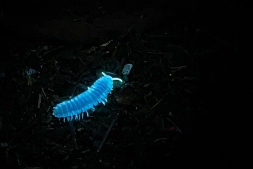 A glowing centipede-like creature on a dark surface. 5