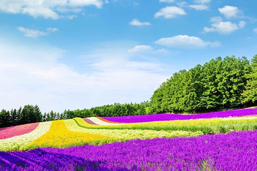 A vibrant flower field with distinct color sections and a dense green forest in the background. 5
