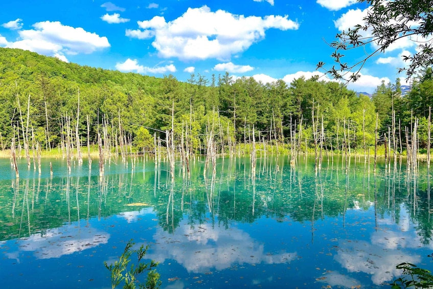 A clear lake surrounded by dense forest and a mountain in the background. 3