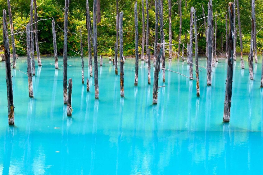 A swamp with numerous dead trees standing in clear blue water. 4