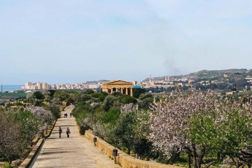 A pathway leading to a classical building with columns, surrounded by blooming trees and a distant cityscape. 4