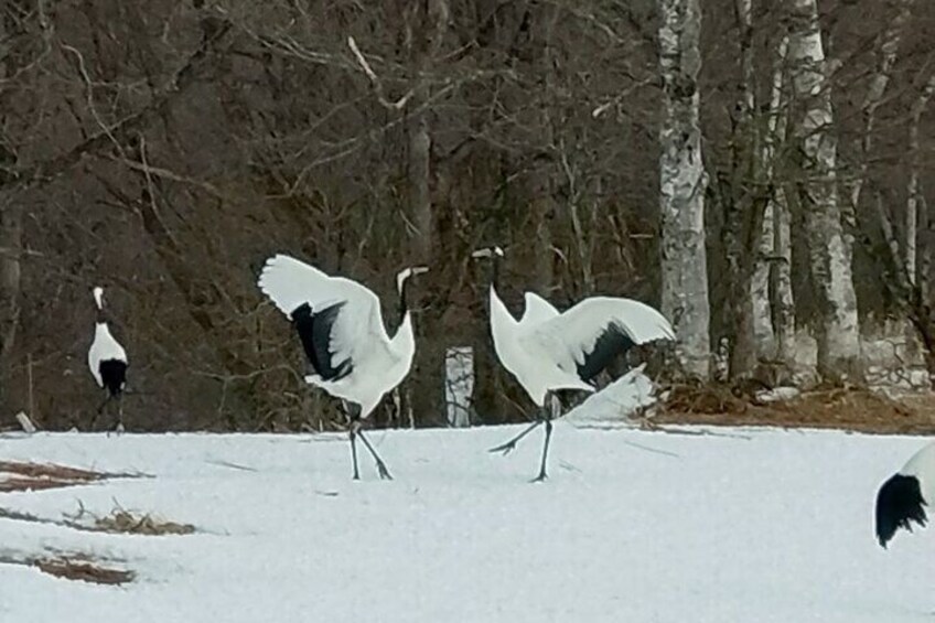 Two white birds with black wings standing in snow. 2