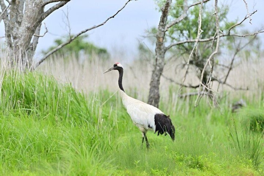 A bird standing in a grassy field with trees in the background. 3