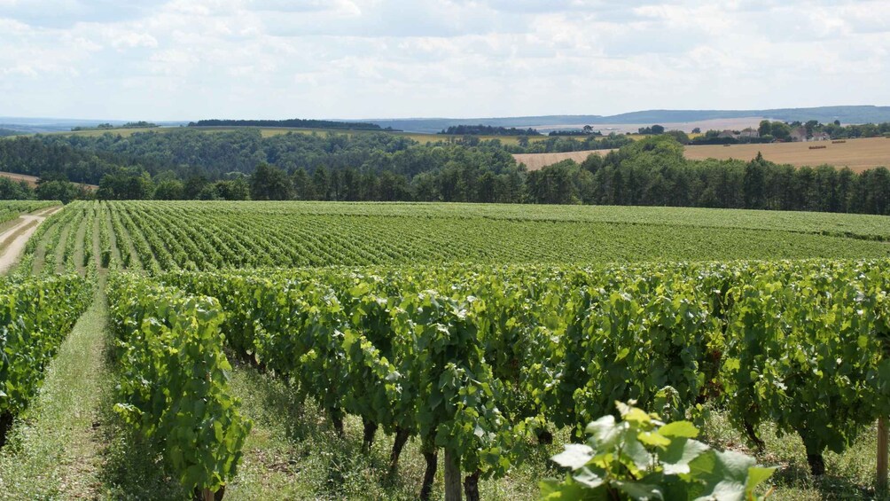 A vineyard with rows of grapevines. 3