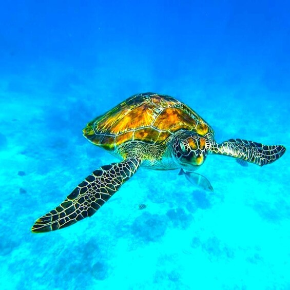 A sea turtle swimming underwater. 5
