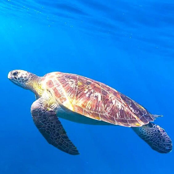 A sea turtle swimming in clear blue water. 3