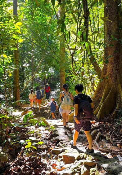 A group of hikers walking on a forest trail surrounded by dense foliage and trees. 1