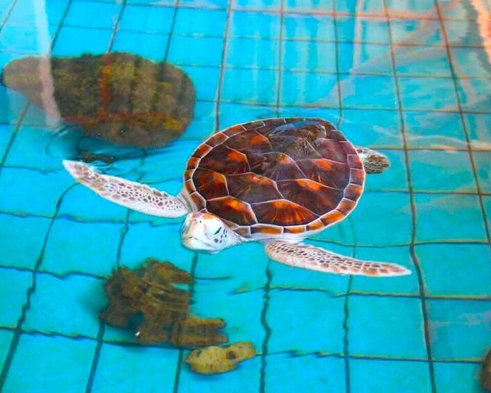 A sea turtle swimming in a pool with a tiled floor. 2