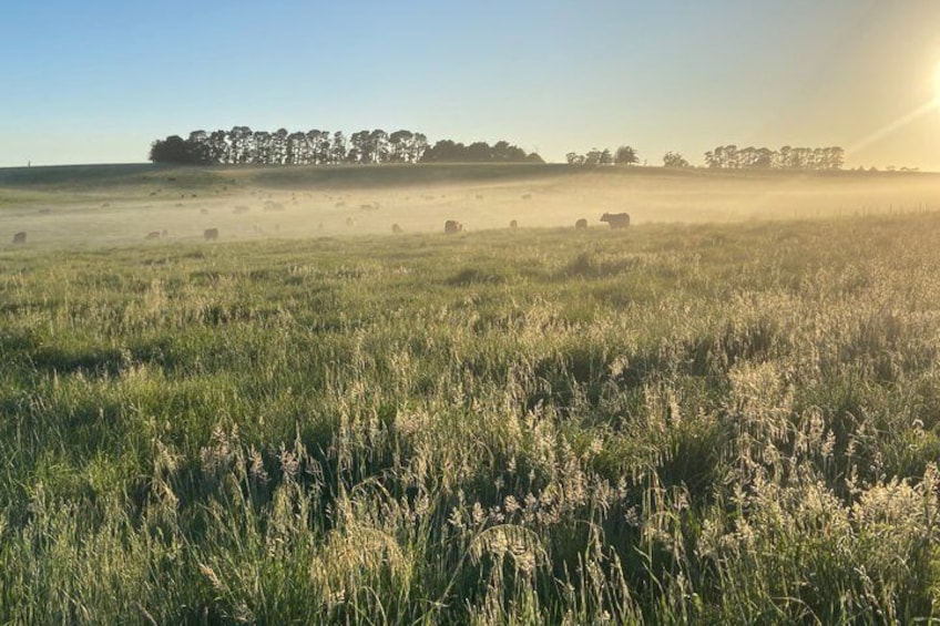 A grassy field with hay bales and a line of trees in the distance. 3