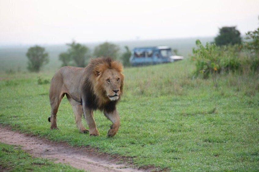A lion walking on a dirt path in a grassy field with a vehicle in the background. 4