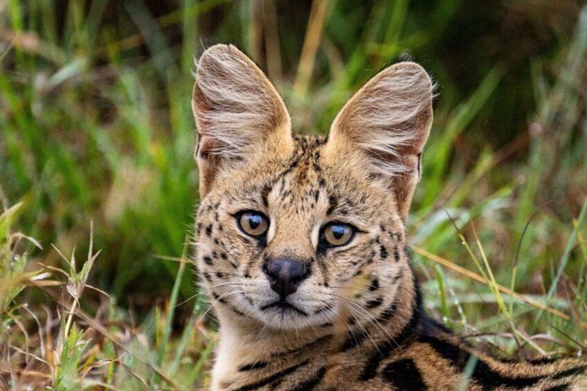 A wild cat with large ears and a striped coat in a grassy area. 2