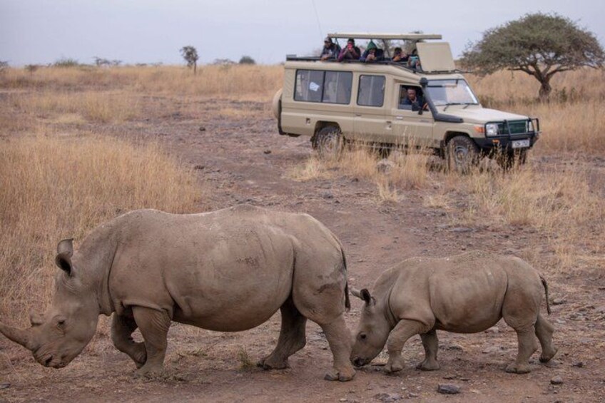 Two rhinos walking on a dirt path with a safari vehicle in the background. 1