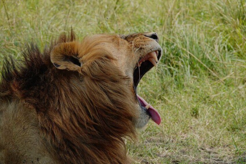 A lion with its mouth open, lying on grass. 5