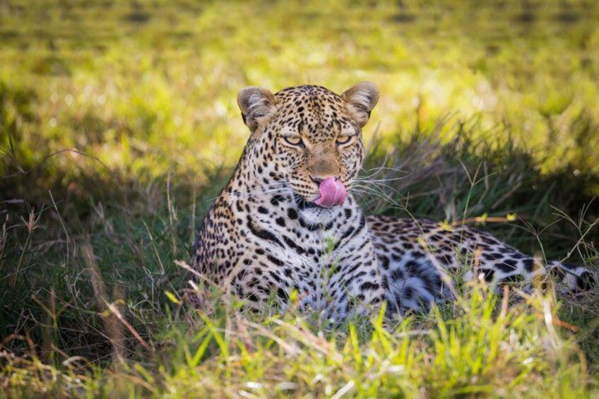 A leopard lying in grass. 3