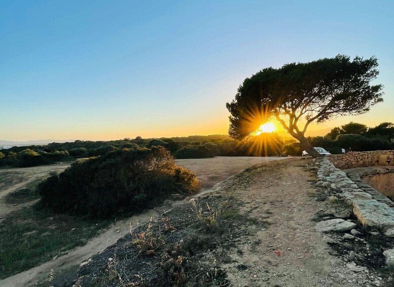 A sunset over a coastal landscape with a prominent tree casting a shadow, a dirt path, and a stone wall. 4