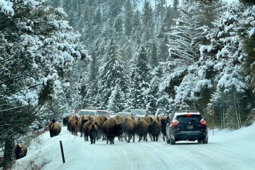 Un grupo de bisontes cruzando una carretera cubierta de nieve, con un coche siguiéndoles. 1