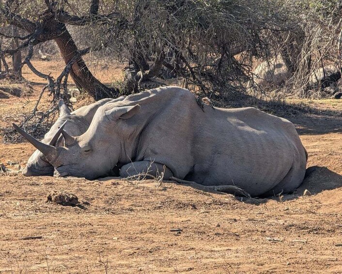 A rhinoceros lying on dry, sandy ground with sparse vegetation and a few trees in the background. 1