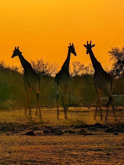 Three giraffes walking in a dry, rocky terrain with sparse vegetation and trees in the background. 2