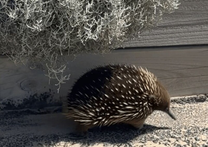 A hedgehog on a concrete surface near a wooden fence and a bush. 3