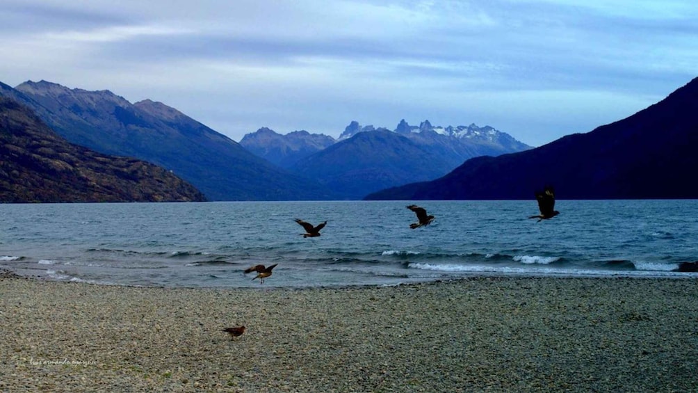A lake with mountains in the background, a pebbly shore, and birds flying and landing. 2
