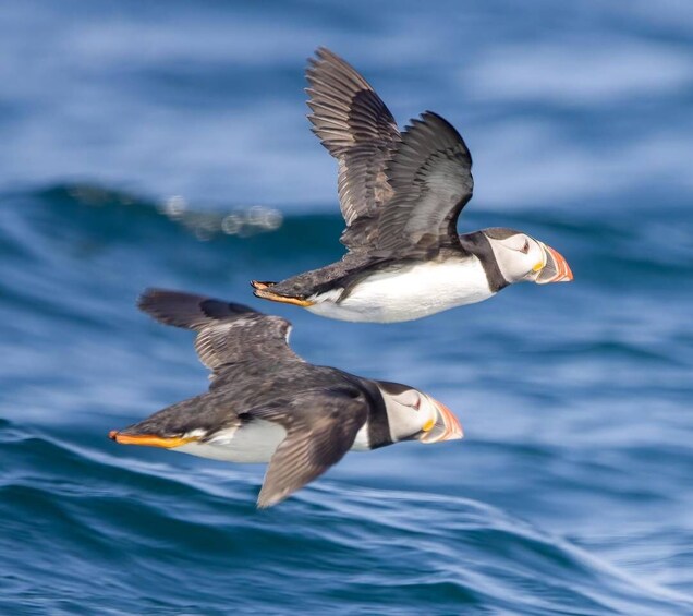 Two puffins flying over the ocean. 1