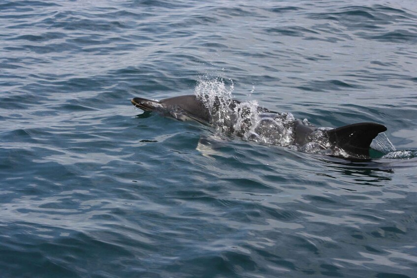 A dolphin swimming in the ocean. 2