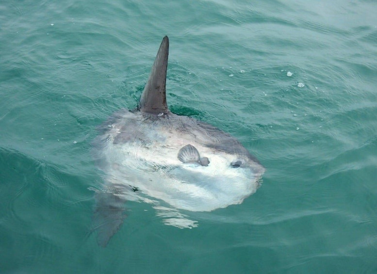 A shark swimming in clear blue water. 4