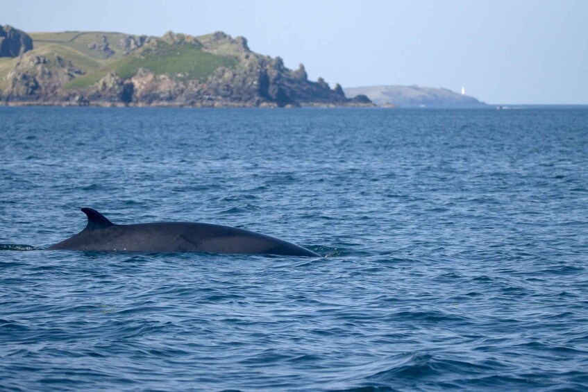 A dolphin swimming in the ocean with a rocky coastline and a lighthouse in the distance. 3