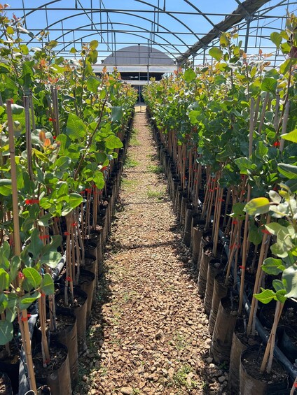 A greenhouse with rows of plants in black pots on a gravel path. 3