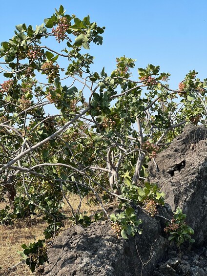 A rocky terrain with sparse vegetation and scattered trees bearing fruit. 2