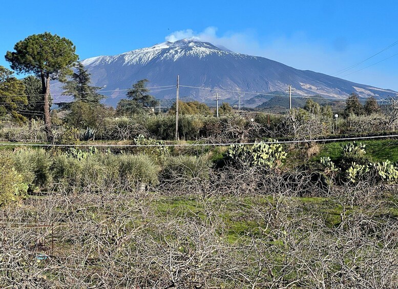 A snow-capped mountain, dry vegetation, and utility poles. 4