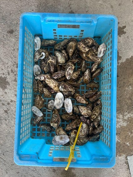 A blue plastic crate filled with oysters on a concrete surface. 1