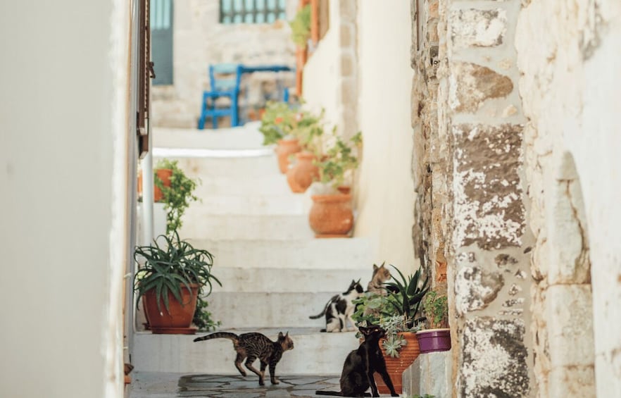 A narrow street with stone walls, potted plants, and a few cats. 2