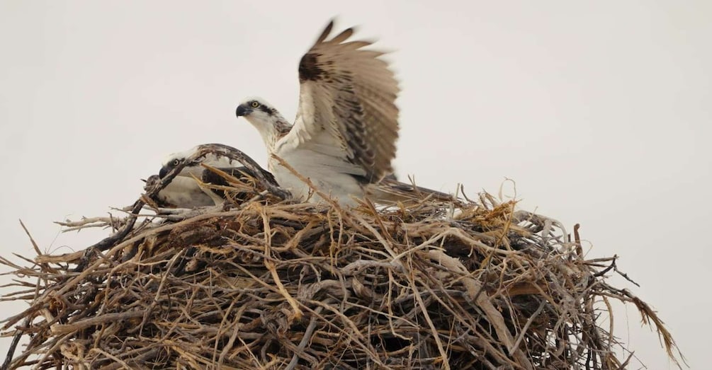 A bird nest with two birds, one perched and one in flight. 2