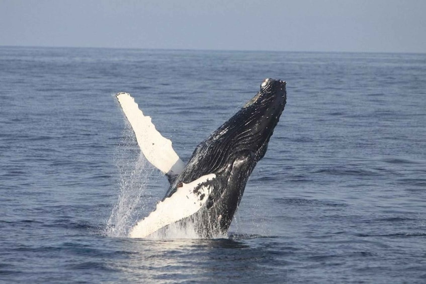 A humpback whale breaching with its tail flukes visible above the water. 1