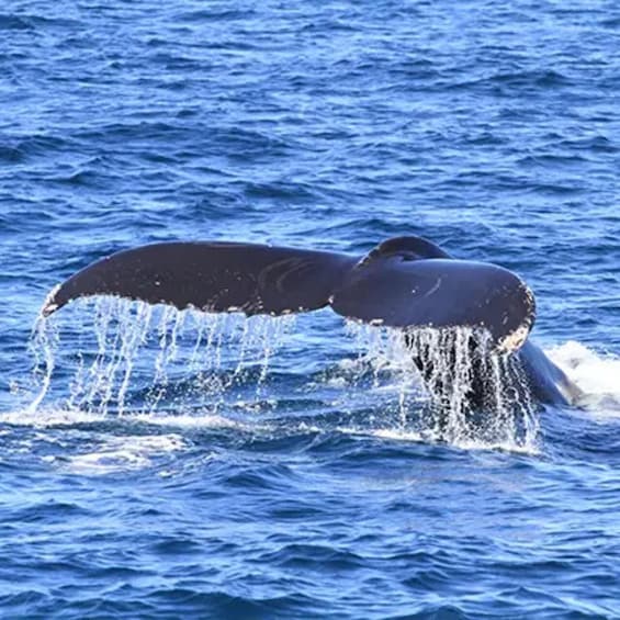 A whale breaching with its tail flukes above the water surface. 2