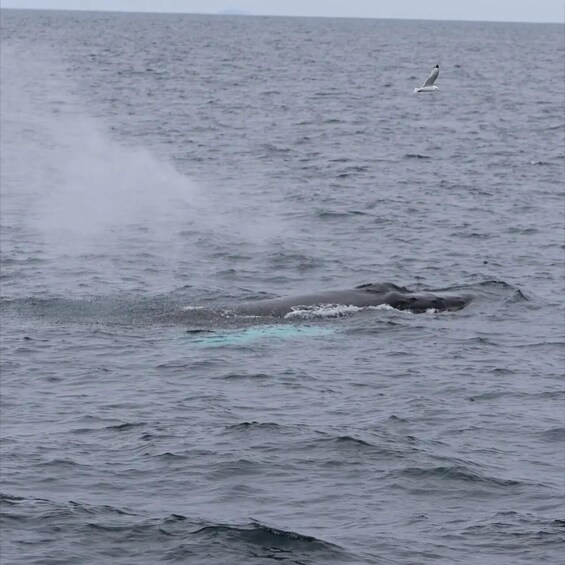 A whale breaching the ocean surface with a bird flying nearby. 3