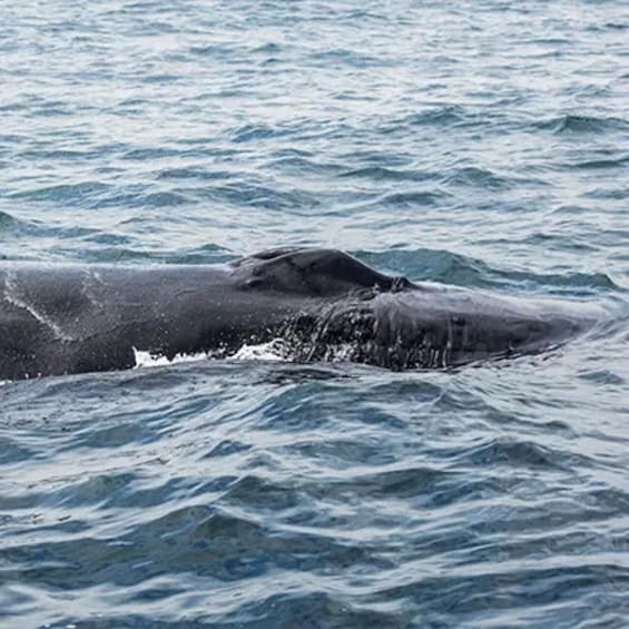 A large whale swimming in the ocean. 4