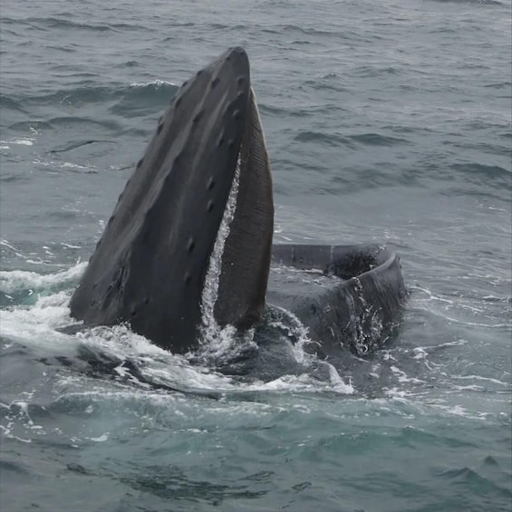 A whale breaching with its head above water. 5