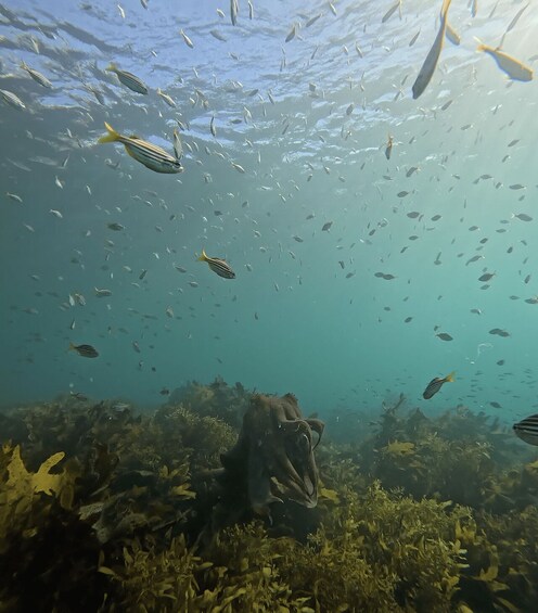 An underwater scene with a school of fish swimming above a coral reef. 3