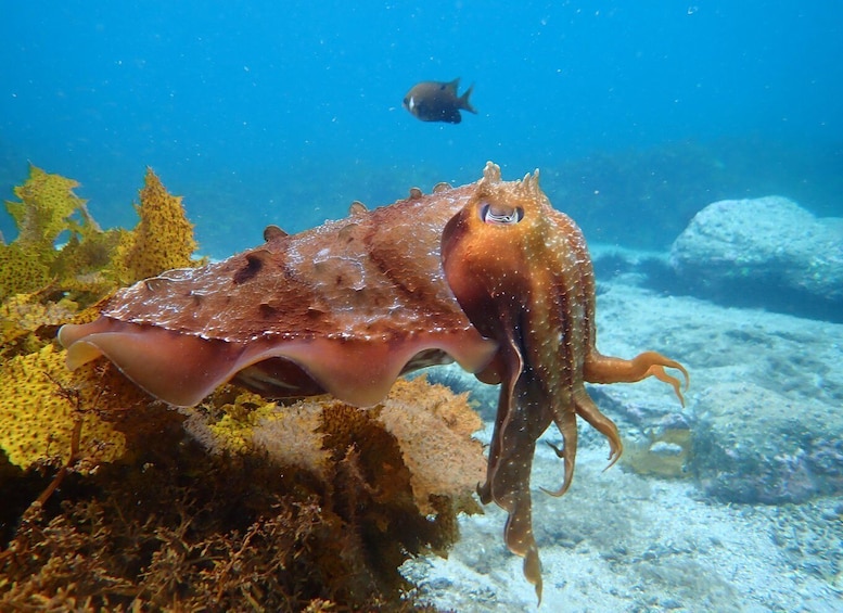 A sea creature with a brownish body and long tentacles swimming near a coral reef. 1