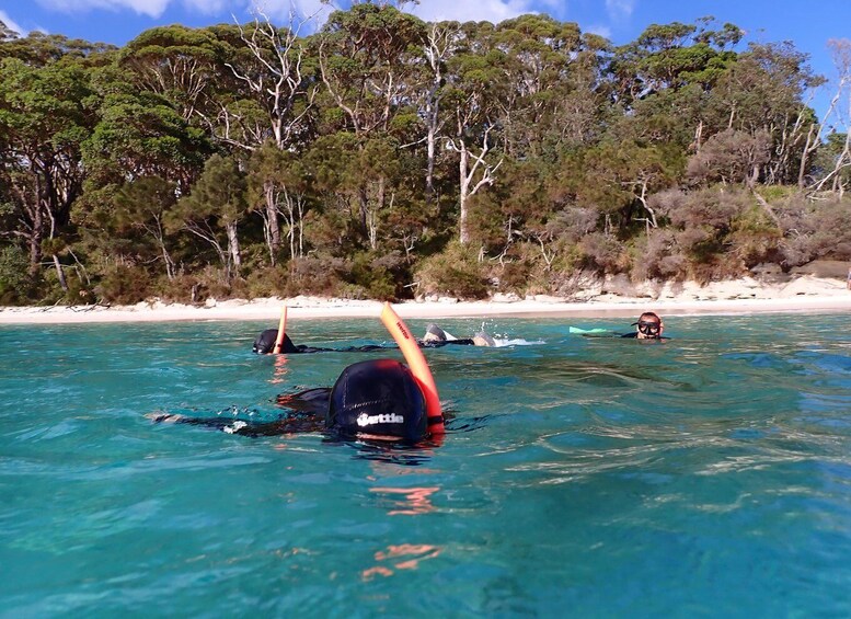 A person snorkeling in clear blue water with a snorkel and mask, surrounded by trees and a sandy beach. 2