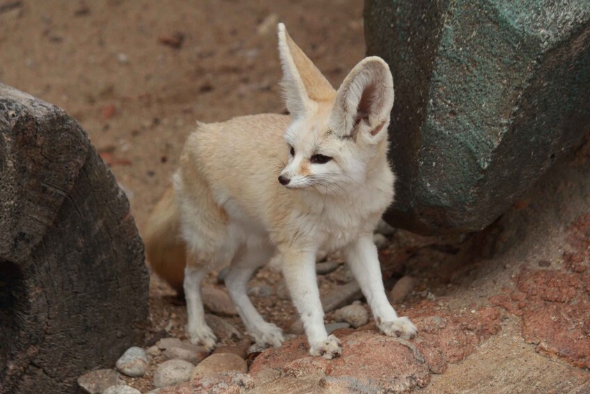 A fennec fox in a rocky enclosure. 5