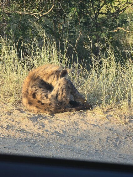 Picture 7 for Activity Kruger National Park: 4-Day Glamping Budget Safari 5