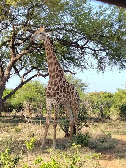 Picture 13 for Activity Kruger National Park: 4-Day Glamping Budget Safari 2
